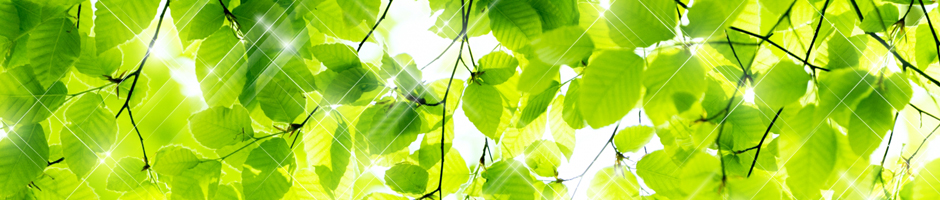 eco-1